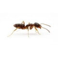 Elimination de fourmis